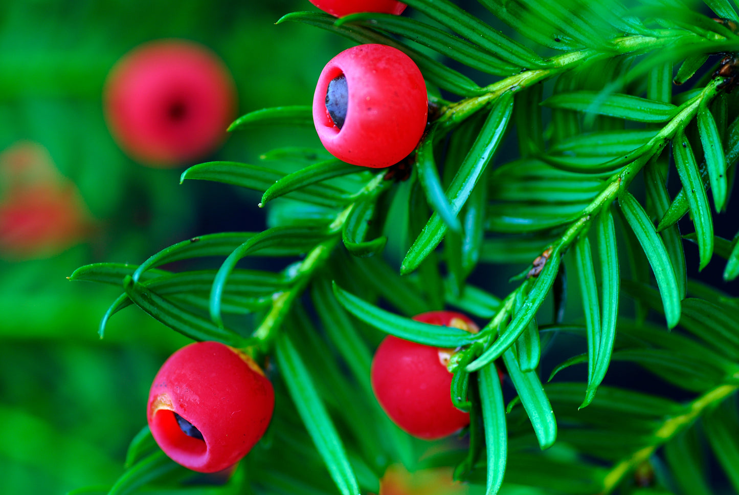 10 ENGLISH YEW Taxus Baccata Tree Shrub Conifer Sun or Shade Red Ornamental Berry Seeds