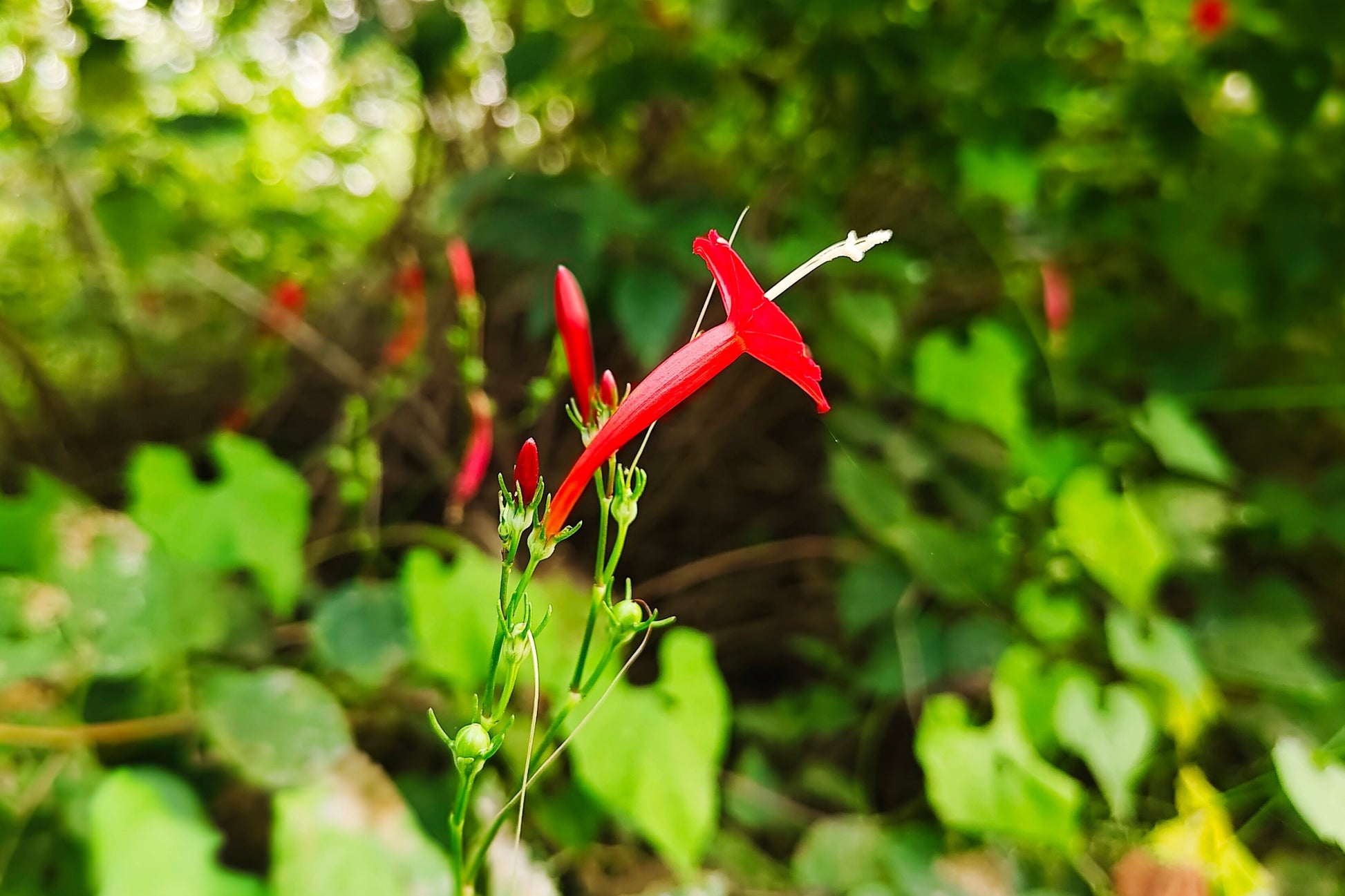 cardinal flower vine seeds 30 CARDINAL CLIMBER VINE Ipomea Quamoclit Red Flower Seeds