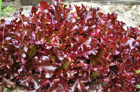 3000 Leaf Lettuce RED SALAD BOWL Lactuca Sativa Vegetable Seeds