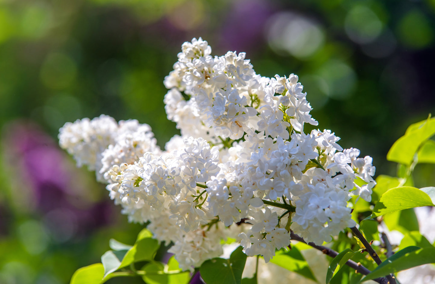 20 WHITE TREE LILAC Hummingbird Flower Fragrant Peking Syringa Pekinensis Seeds
