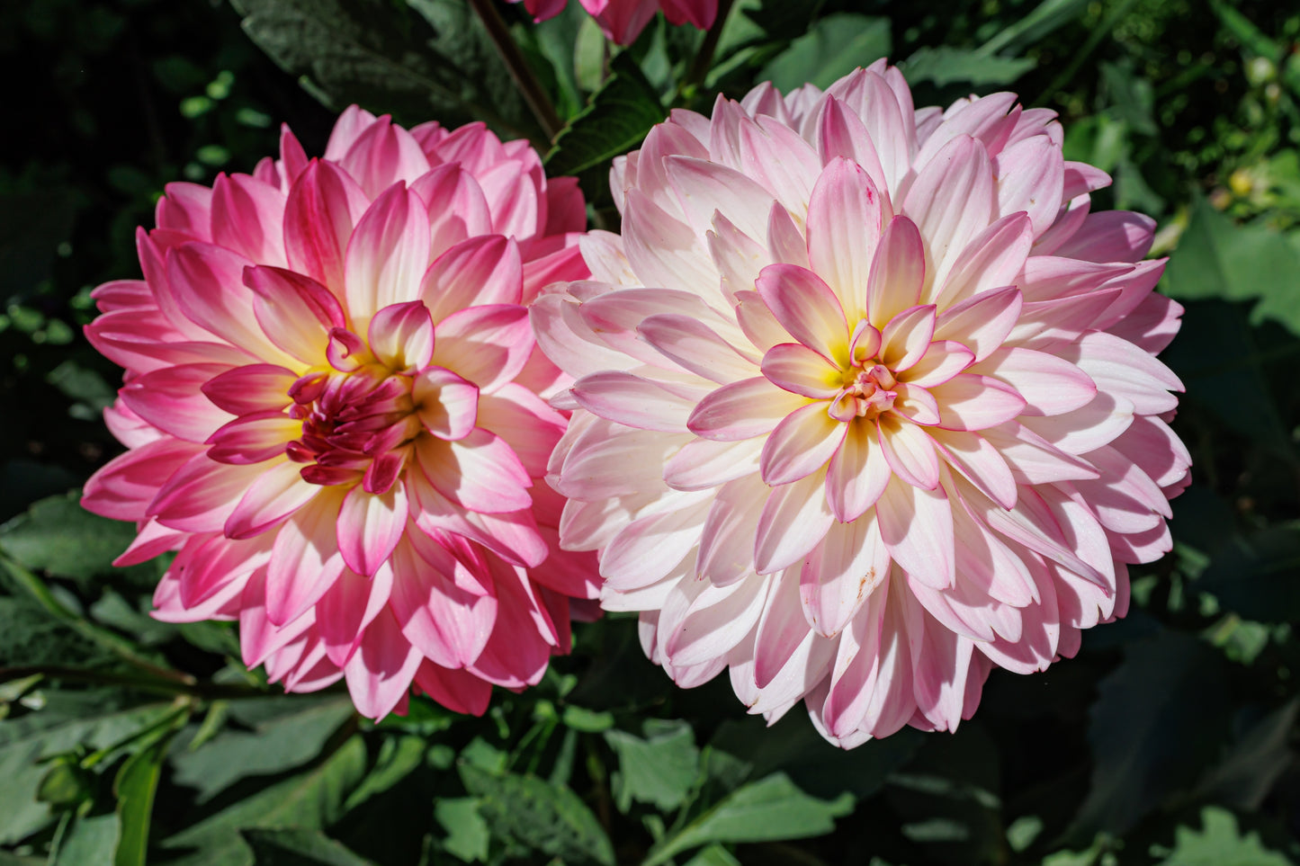 50 EARLY BIRD DAHLIA Mixed Colors Flower Seeds