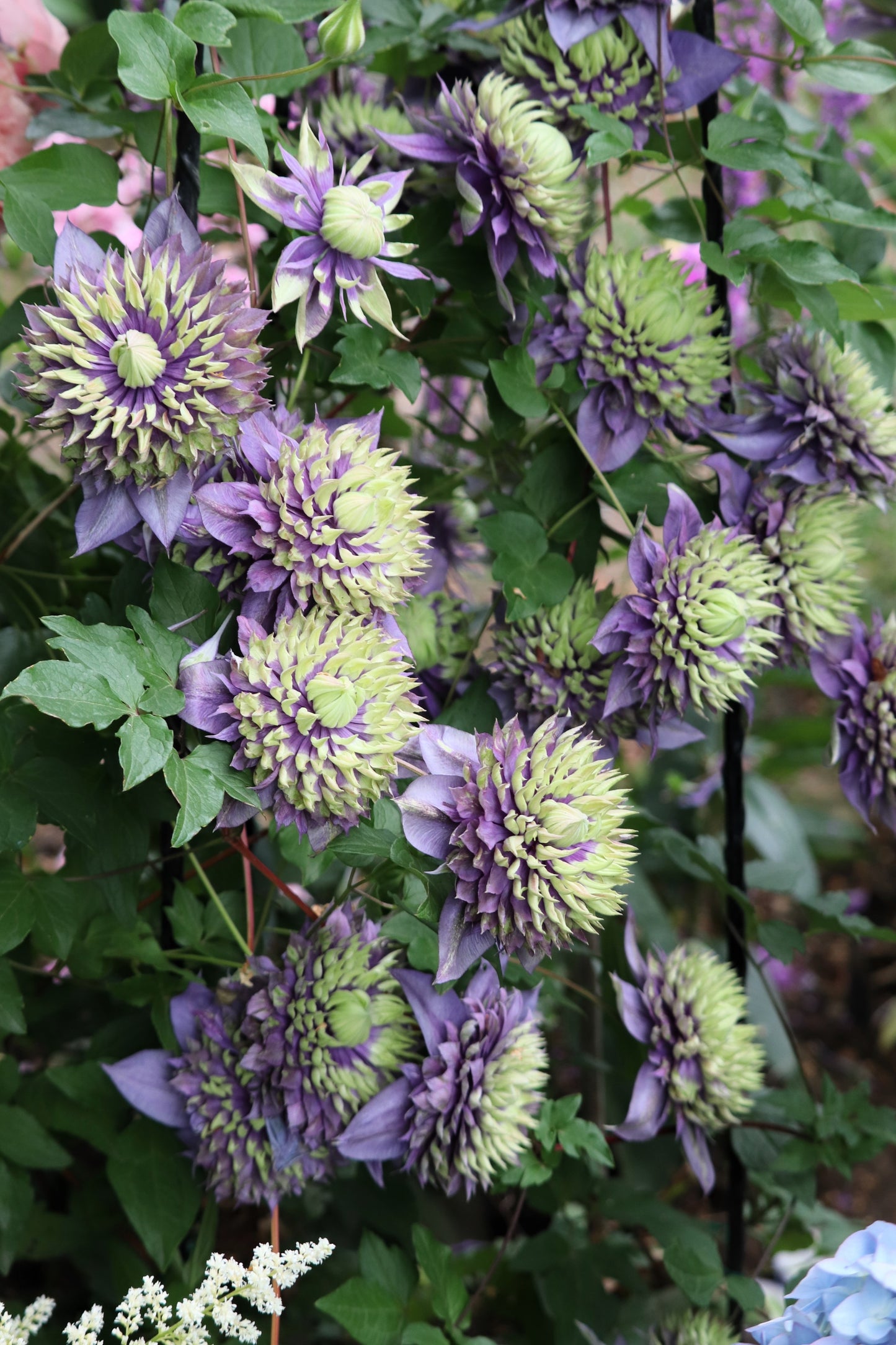 10 MIXED HYBRID CLEMATIS Hybrida Red Purple Pink Blue Bicolor Flower Vine Seeds