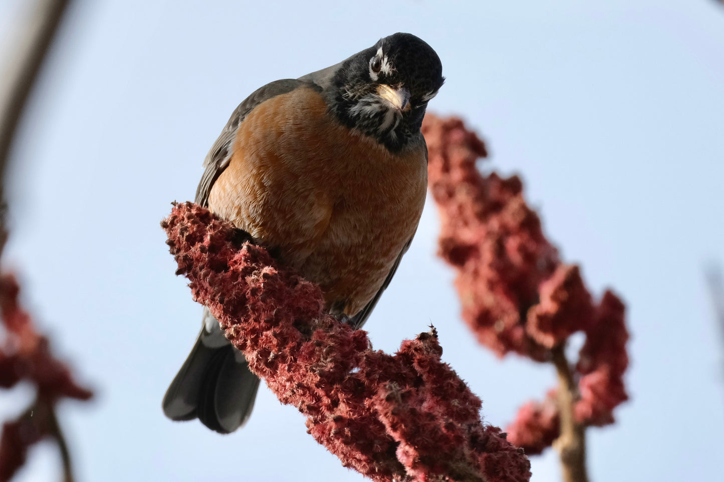 50 STAGHORN SUMAC TREE Rhus Typhina Yellow Flowers Red Berries Seeds