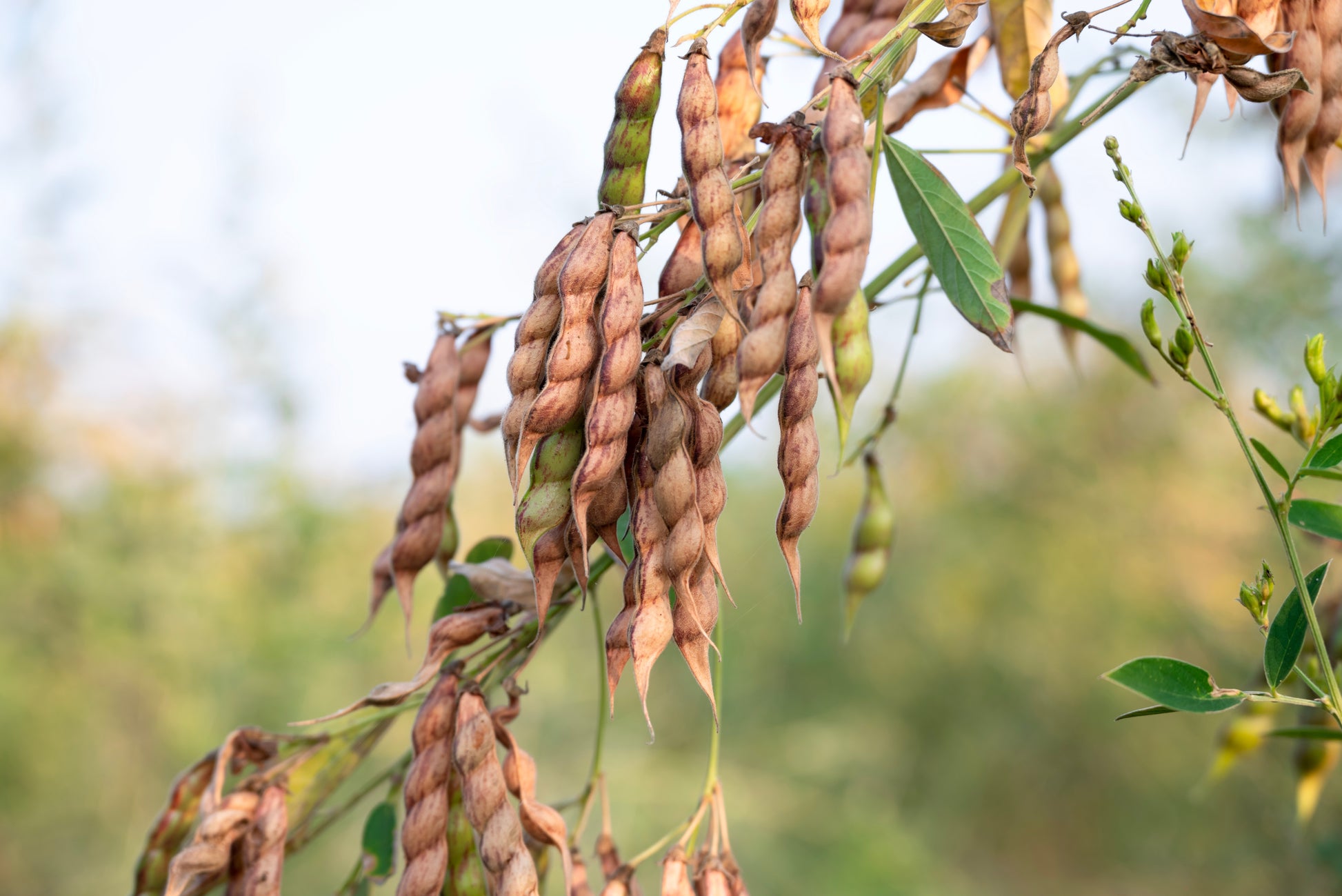 pigeon pea seeds for planting 30 PIGEON PEA Dhal Gungo Puerto Rico Bean Cajanus Cajan Vegetable Seeds