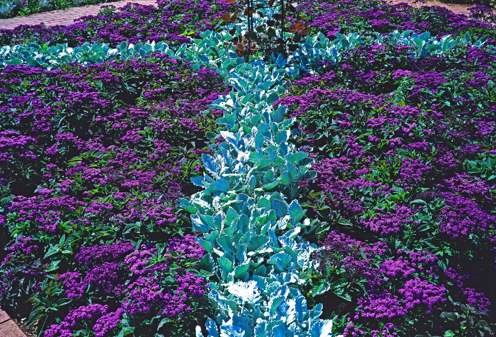 planting heliotrope seeds 50 Blue MARINE HELIOTROPE Heliotropium Arborescens Flower Seeds