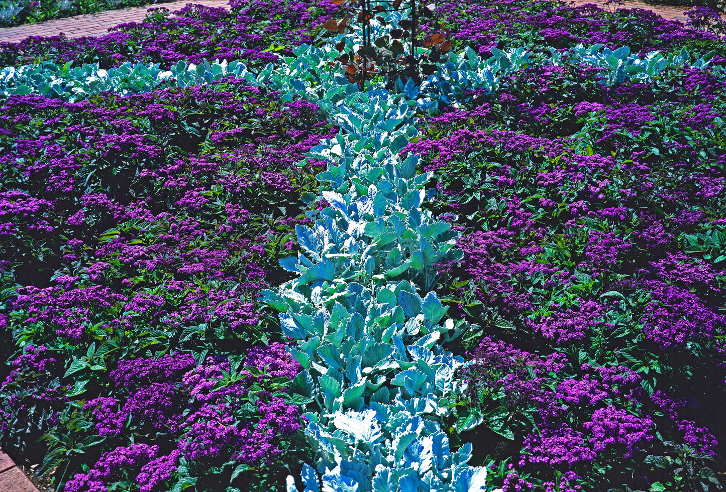 50 Blue MARINE HELIOTROPE Heliotropium Arborescens Flower Seeds