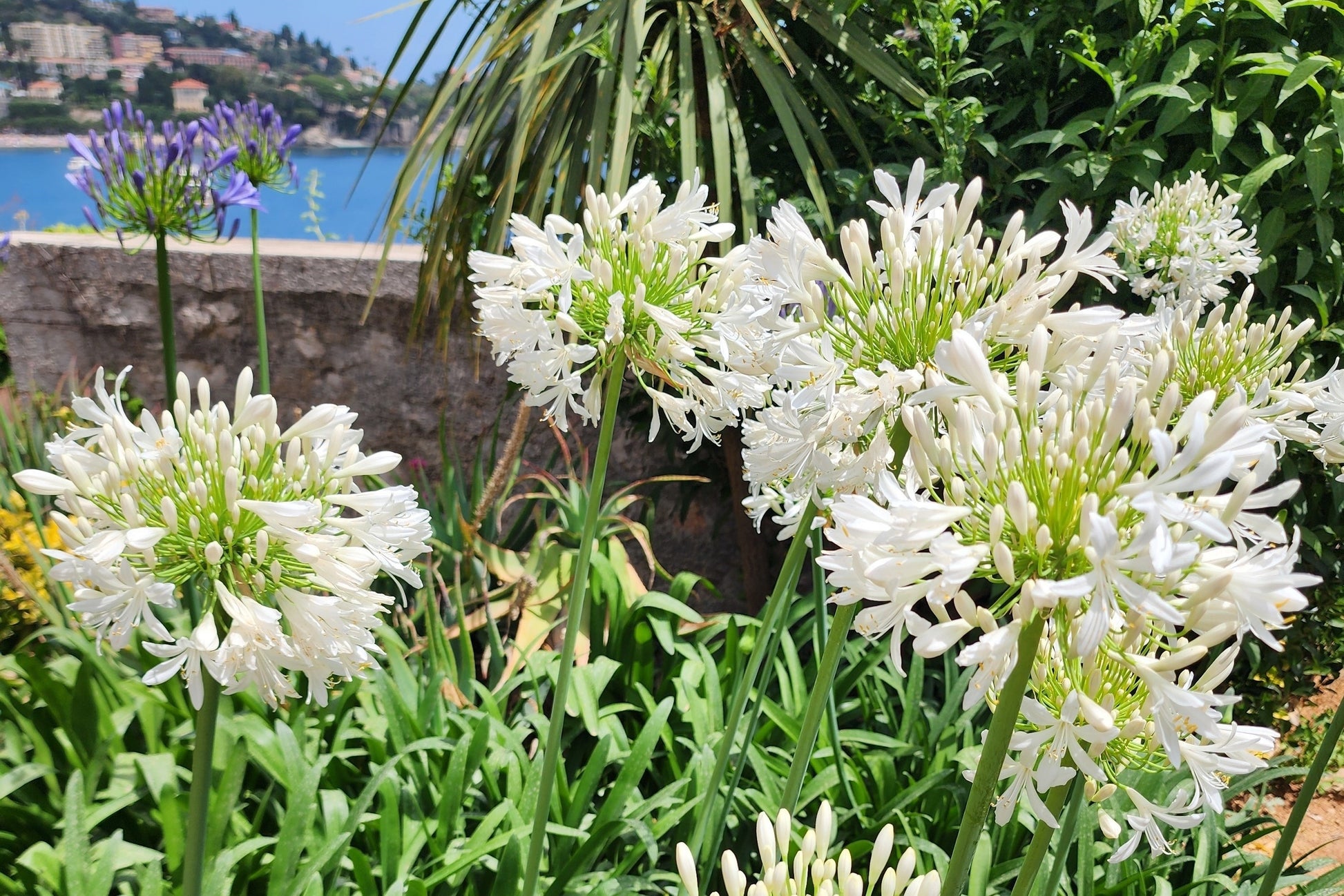 lily of nile white 25 WHITE LILY of the NILE Agapanthus Orientalis African Lily Flower Se – Seedville USA