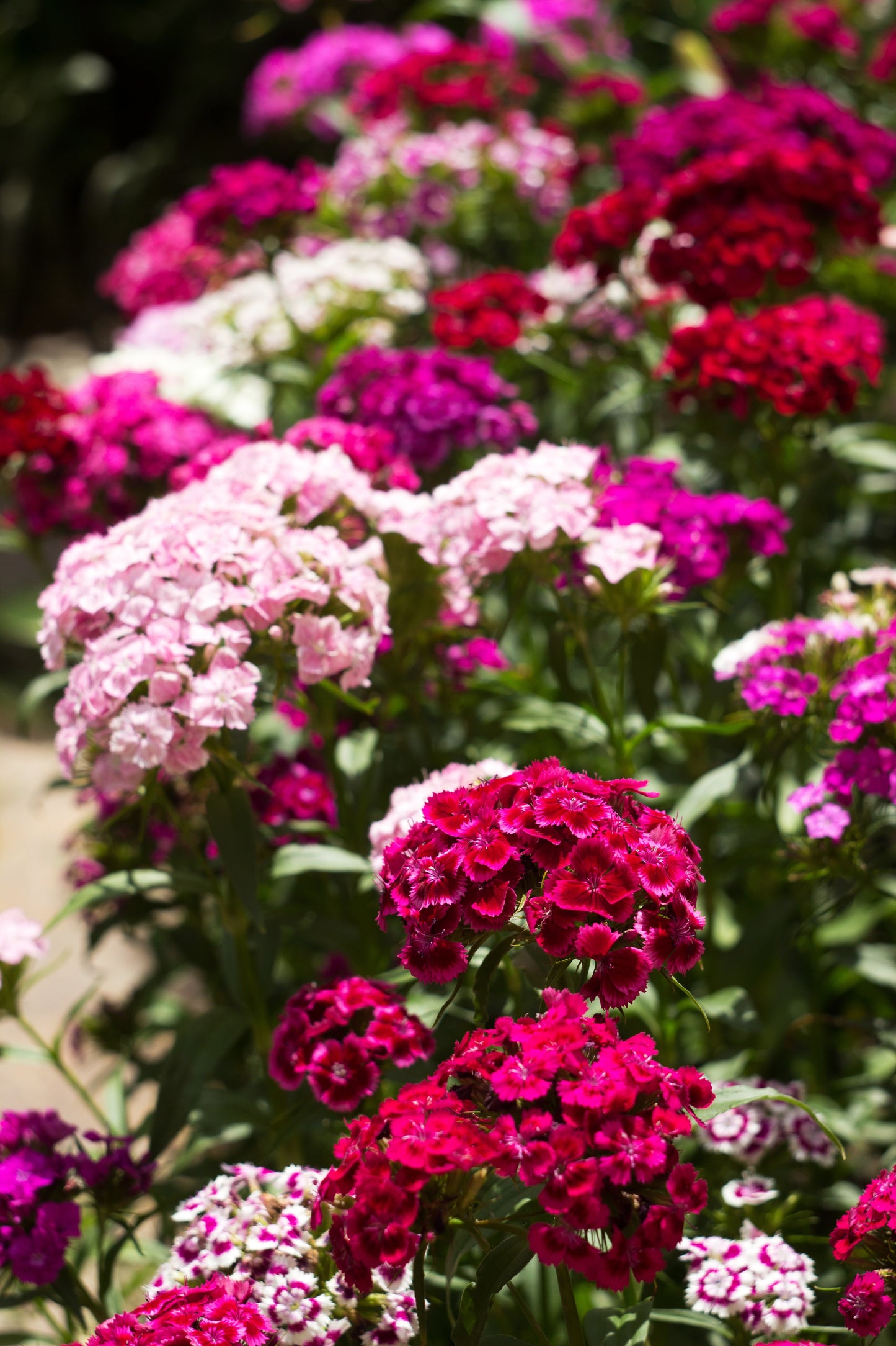 500 MIXED Colors SWEET WILLIAM Dianthus Barbatus Color Mix Red White Pink Bicolor Flower Seeds