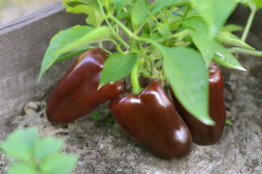 30 CHOCOLATE BEAUTY Bell PEPPER Sweet Brown Capsicum Annuum Vegetable Seeds