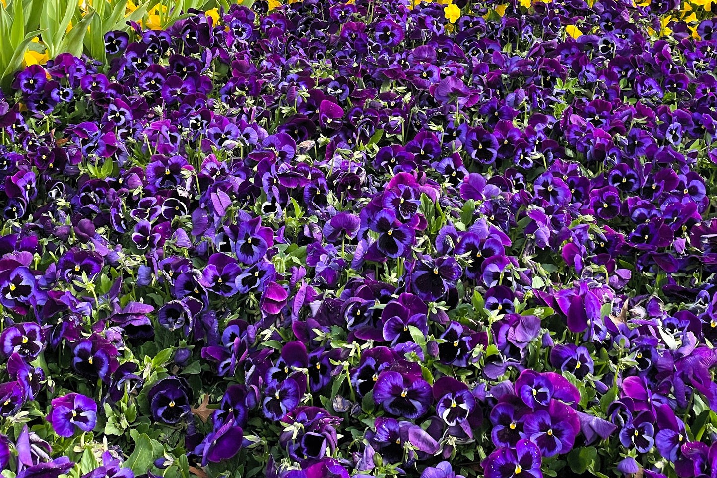 50 DEEP BLUE Blotch PANSY Swiss Giant Viola Wittrockiana Ullswater Flower Seeds