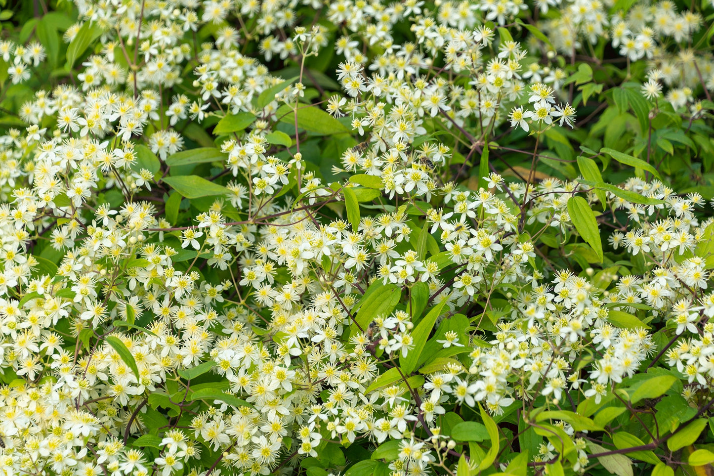 20 WHITE CLEMATIS Virginiana / Virgins Bower Flower Vine Seeds