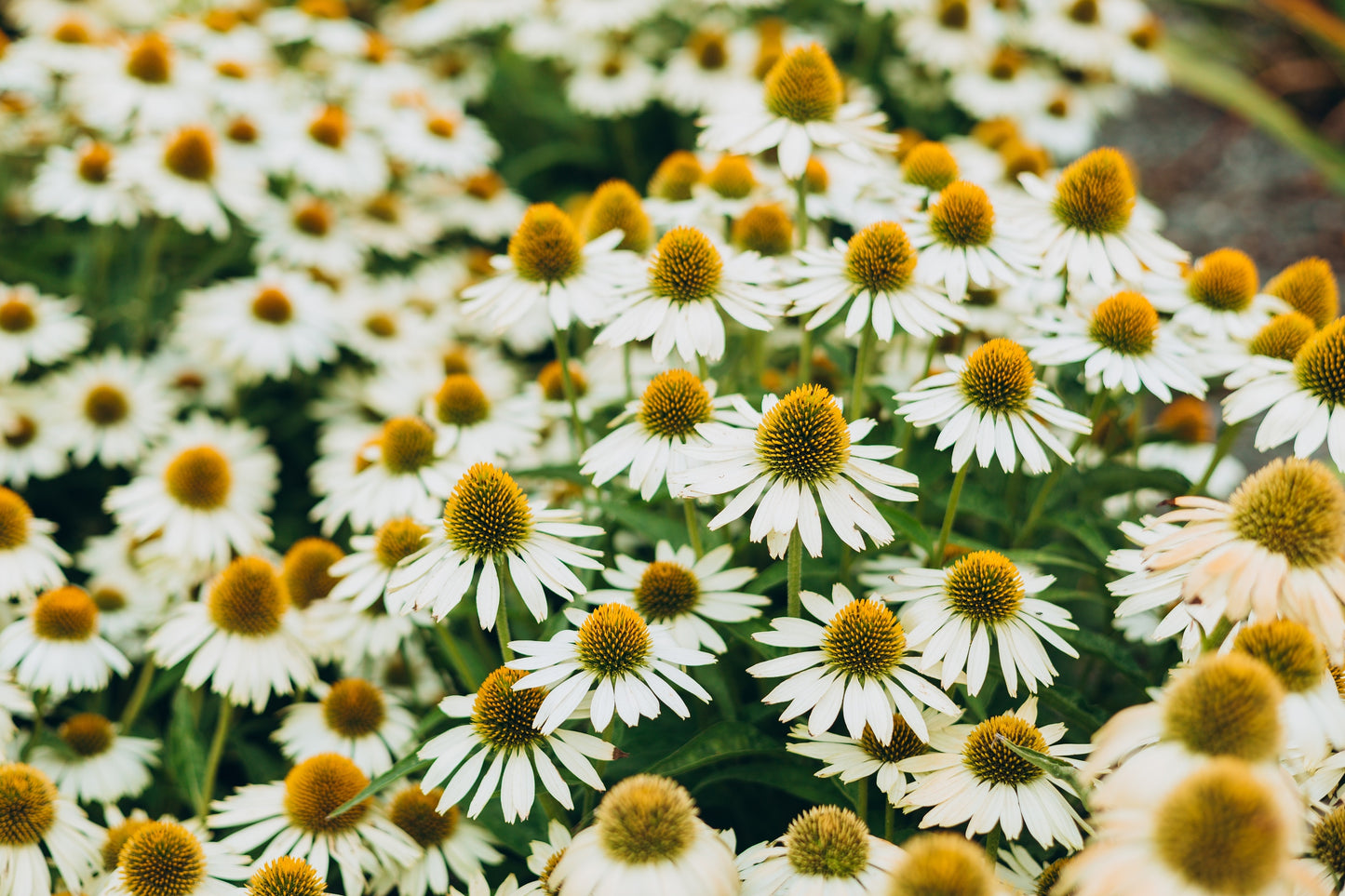 50 WHITE CONEFLOWER Echinacea Purpurea Flower Seeds