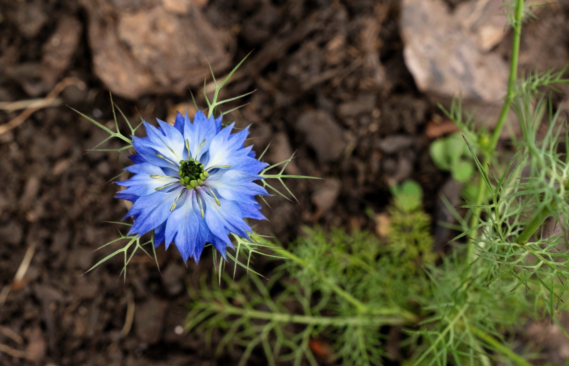 love in mist flower seeds 400 Blue & White LOVE IN A MIST Nigella Damascena Fennel Flower Seeds