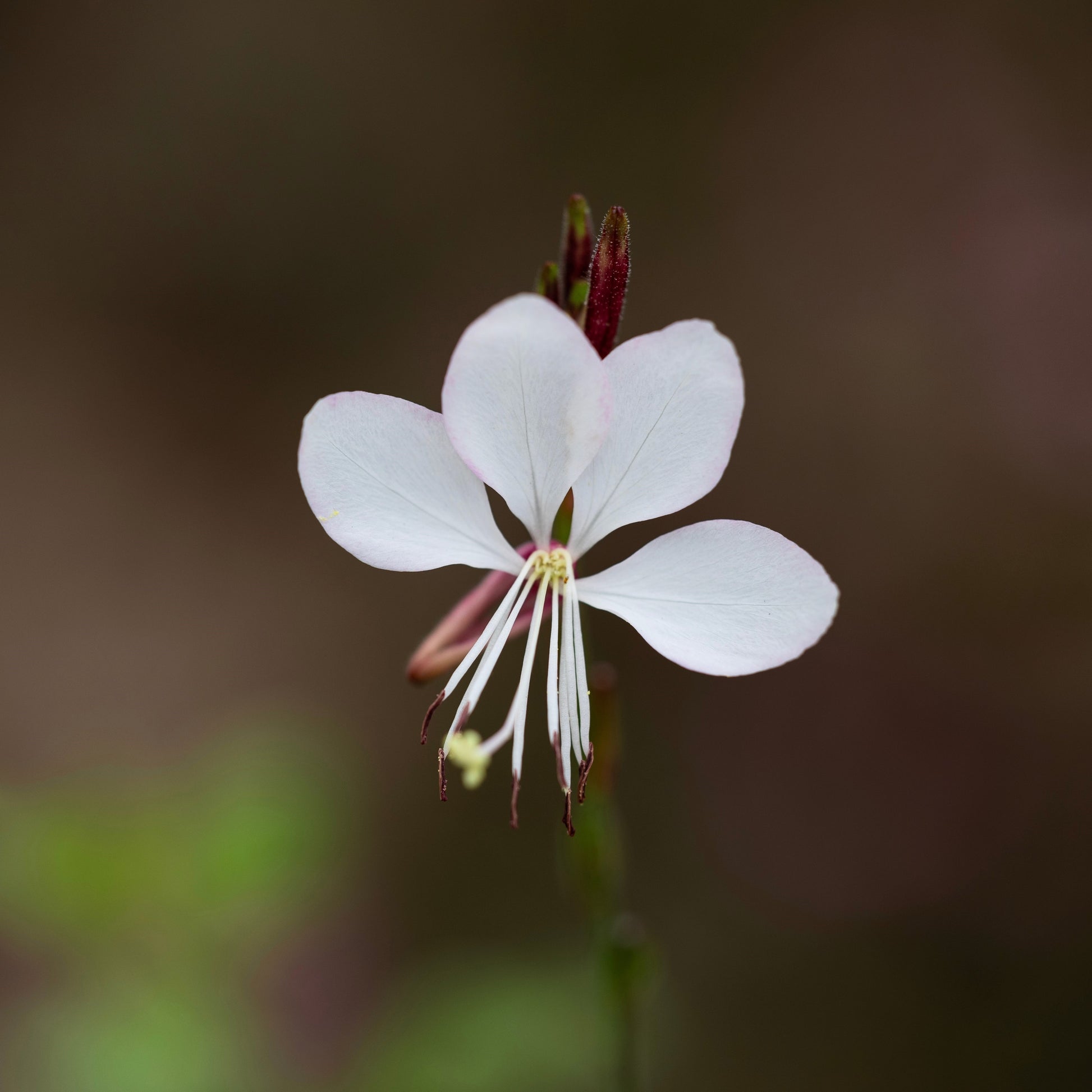 gaura flower seeds 100 White GAURA WHIRLING BUTTERFLIES Gaura Lindheimeri Flower Seeds