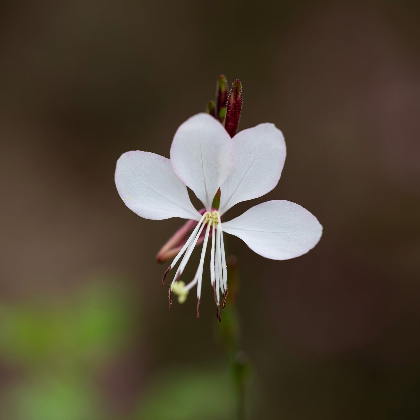 100 White GAURA WHIRLING BUTTERFLIES Gaura Lindheimeri Flower Seeds