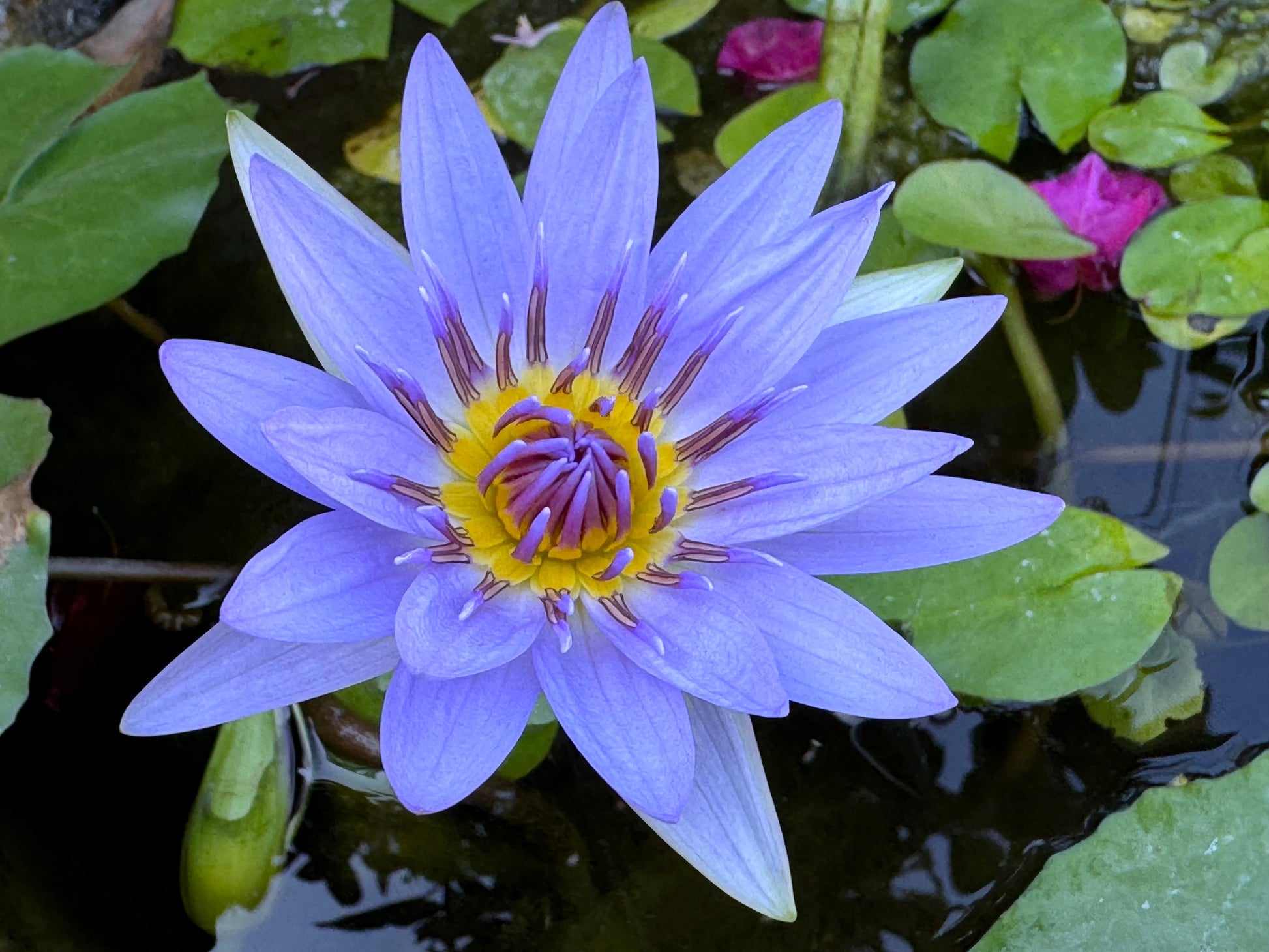 egyptian lily flower 10 BLUE WATER LILY / Lily Pad / Asian Water Lotus / Sacred Egyptian Lotus Nymphaea Caerulea Flower Seeds