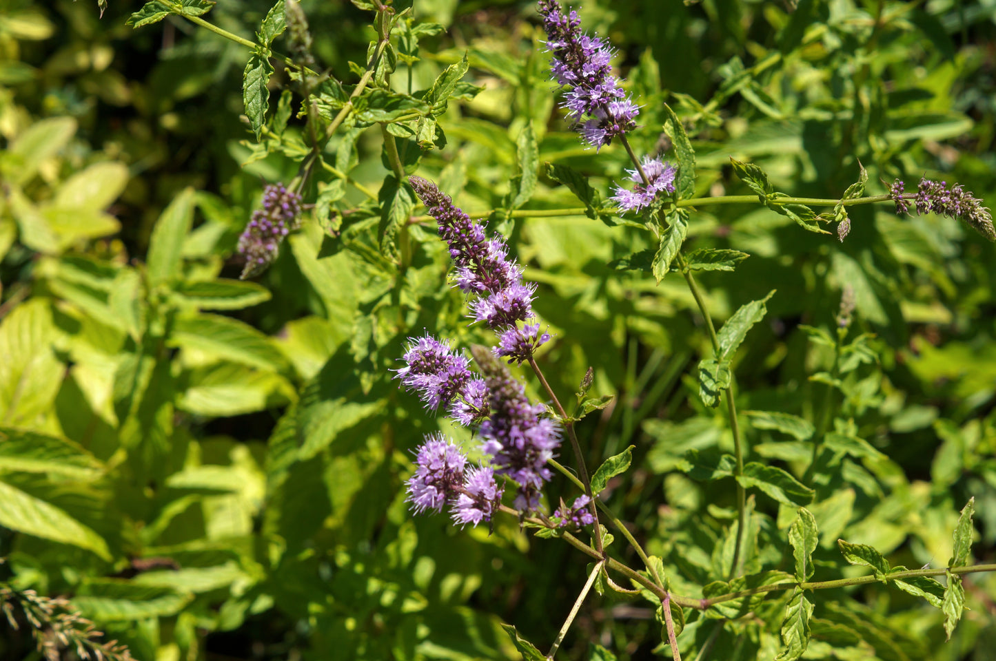 250 PEPPERMINT MINT Mentha Piperita Herb Flower Seeds – Seedville USA