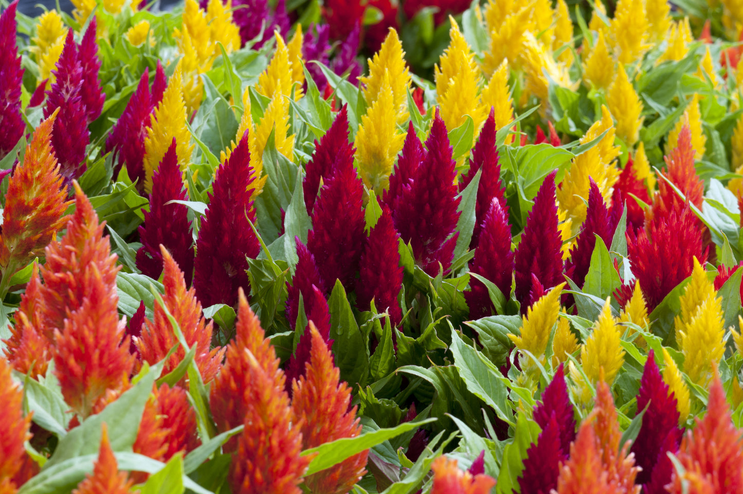 150 Mixed PAMPAS PLUMES COCKSCOMB Celosia Plumosa Flower Seeds