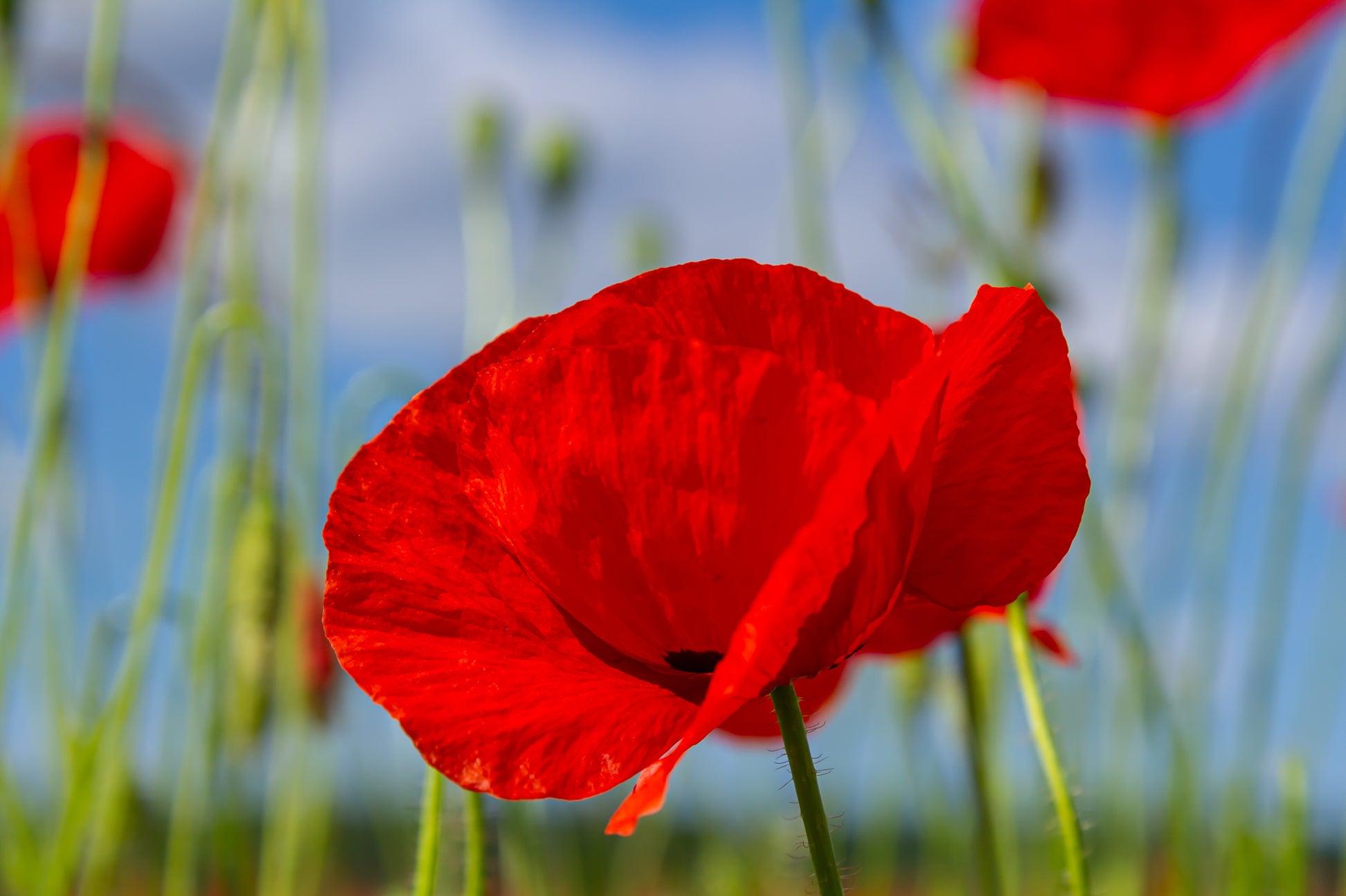 RED CORN POPPY AMERICAN LEGION Papaver Rhoeas - 55,000 Bulk Seeds RED CORN POPPY AMERICAN LEGION Papaver Rhoeas - 55,000 Bulk Seeds