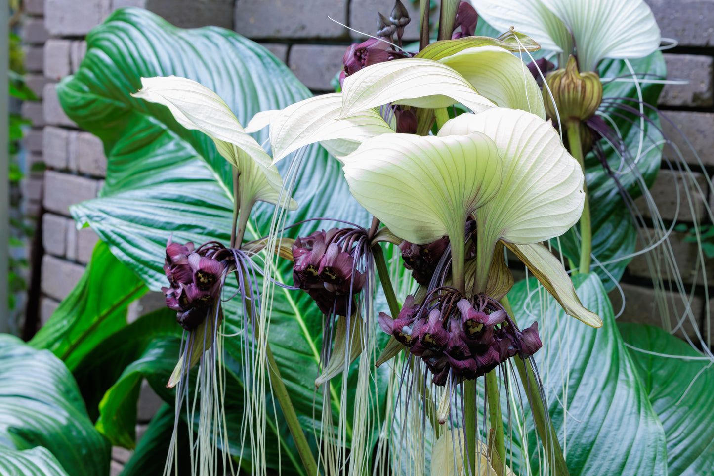 5 WHITE BAT FLOWER Tacca Integrifolia Nivea Bat Head Lily Flower Seeds
