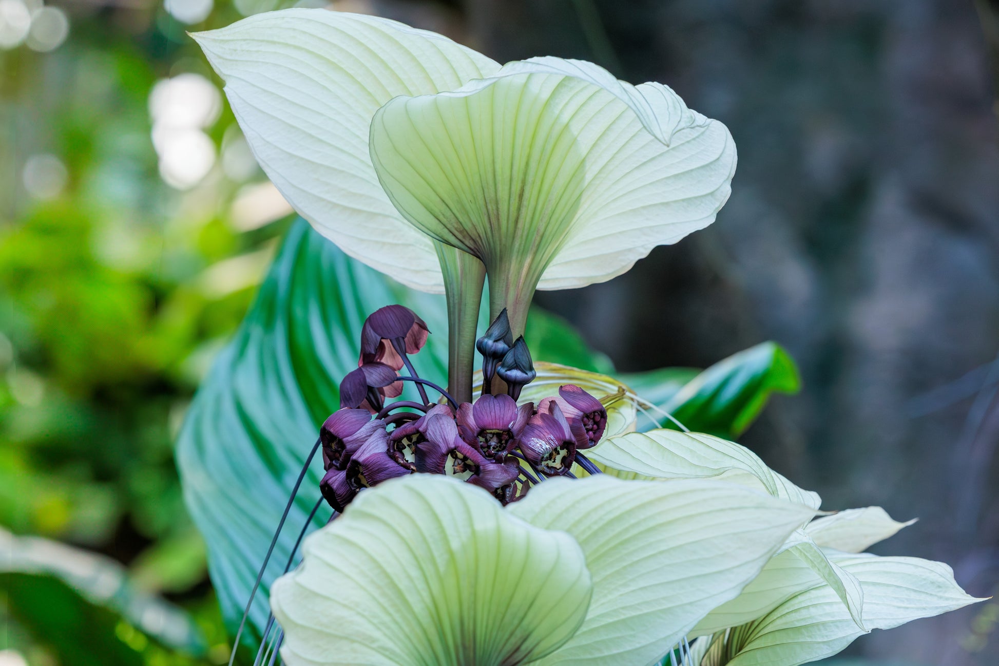white bat flower seeds 5 WHITE BAT FLOWER Tacca Integrifolia Nivea Bat Head Lily Flower Seeds