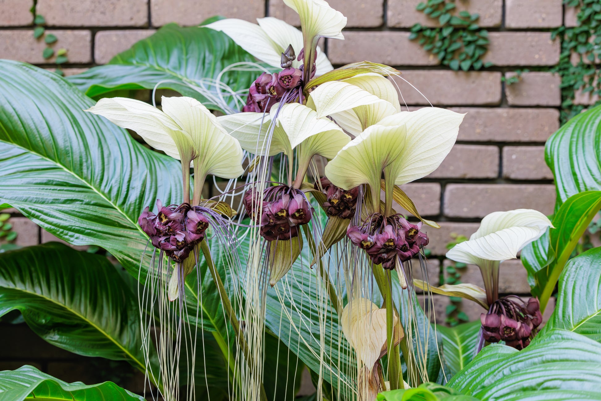 white bat flower seeds 5 WHITE BAT FLOWER Tacca Integrifolia Nivea Bat Head Lily Flower Seeds
