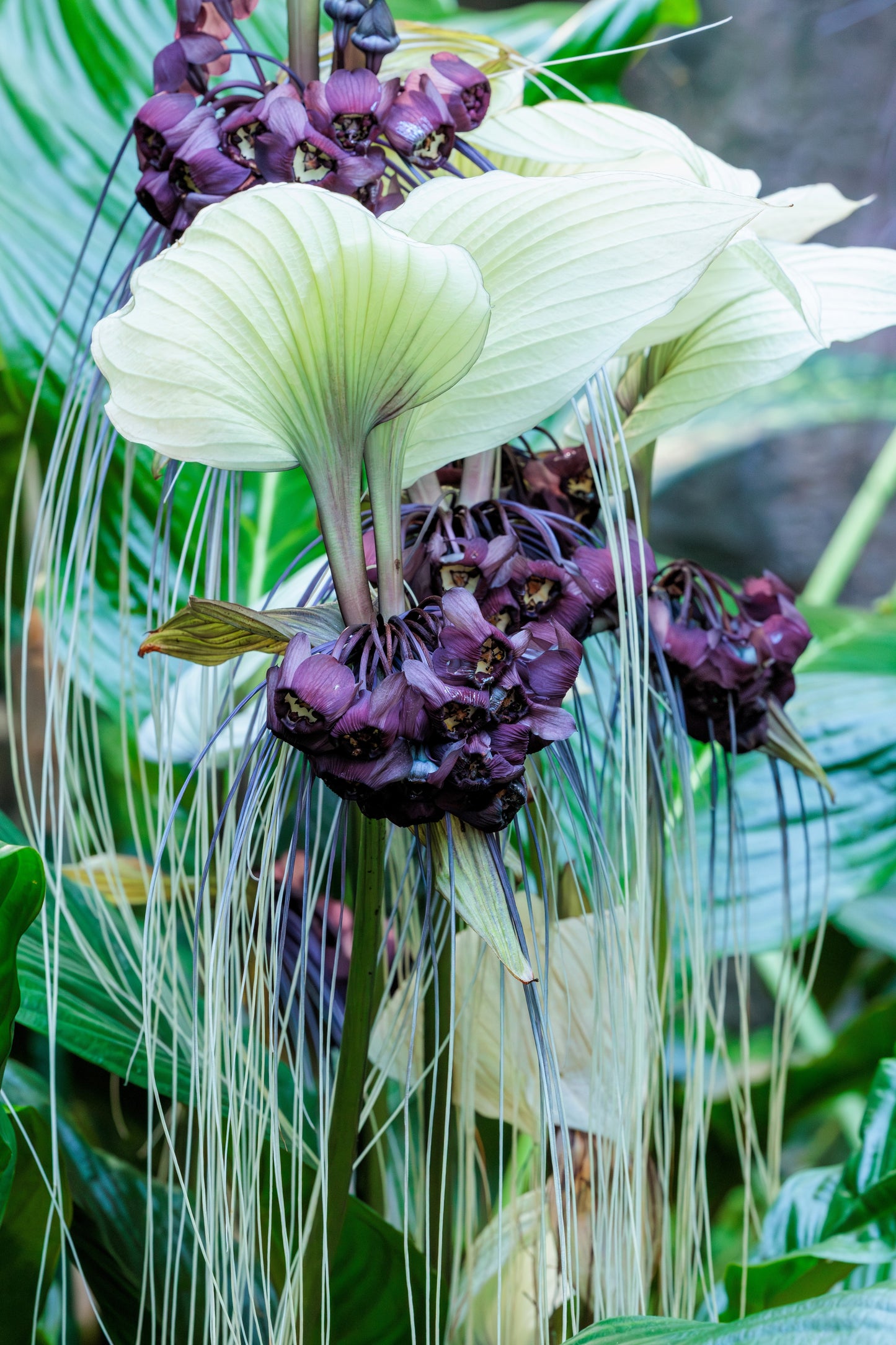 5 WHITE BAT FLOWER Tacca Integrifolia Nivea Bat Head Lily Flower Seeds