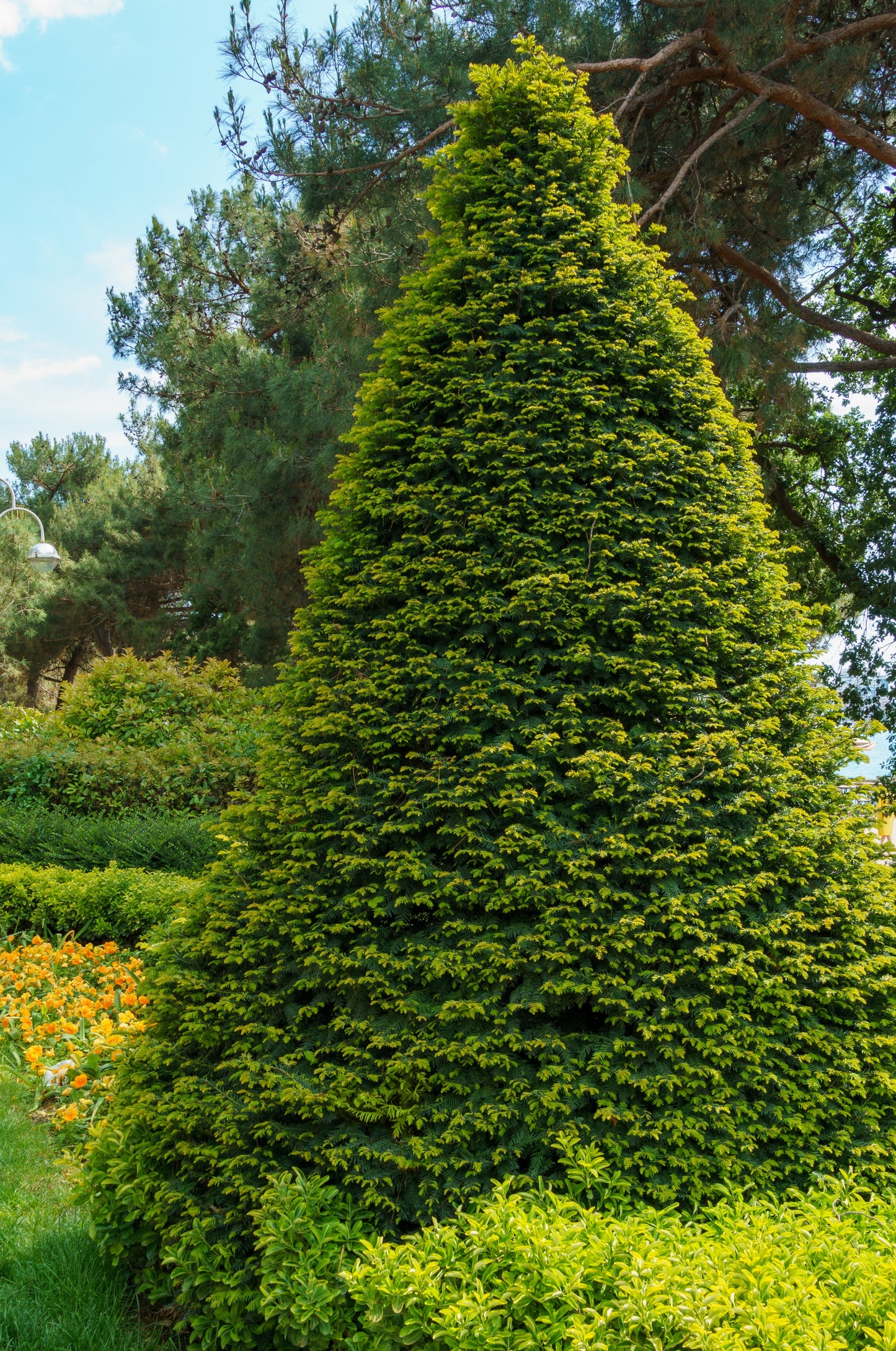 10 ENGLISH YEW Taxus Baccata Tree Shrub Conifer Sun or Shade Red Ornamental Berry Seeds