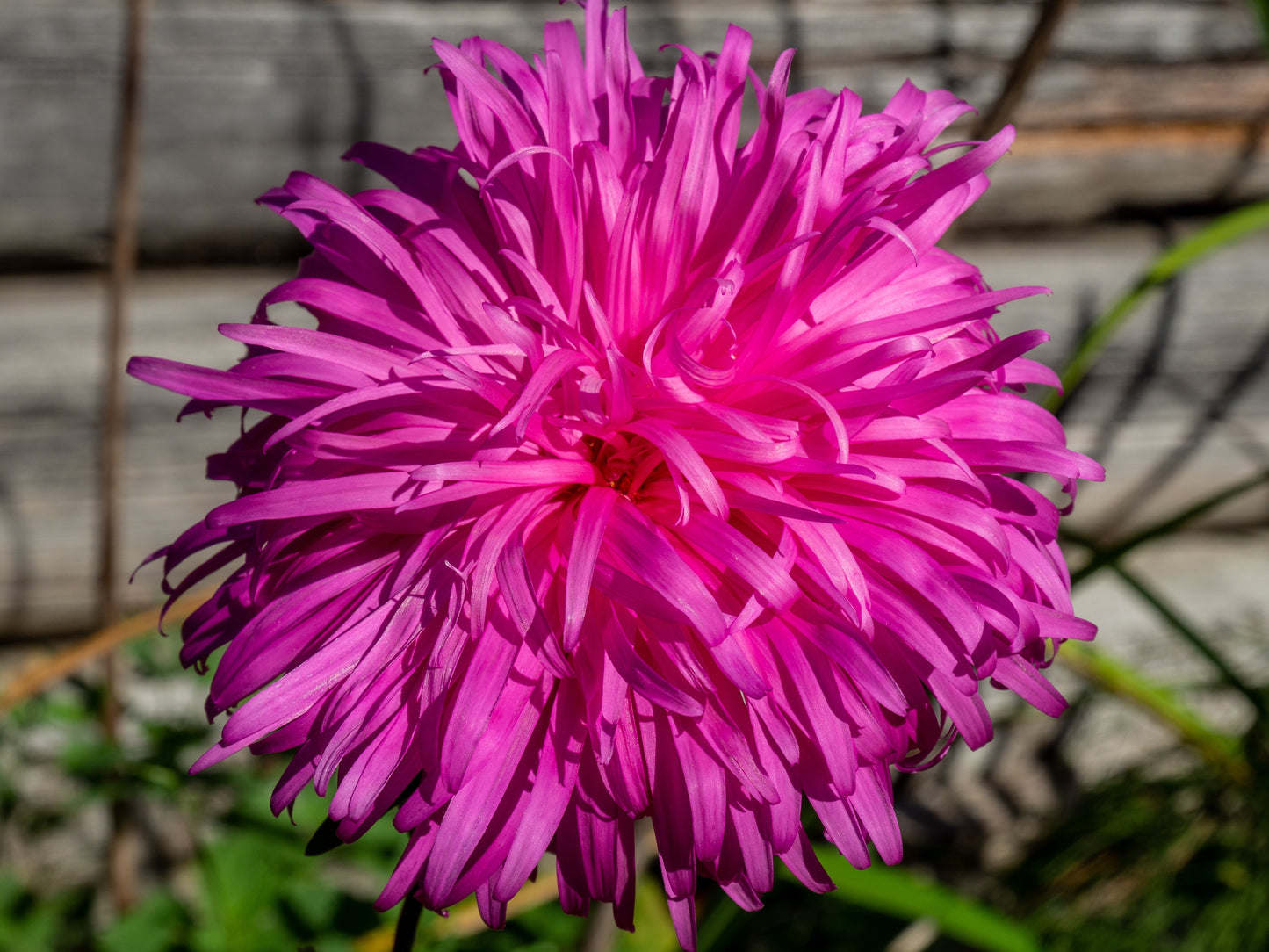 50 Mixed OSTRICH PLUME ASTER Feather Spider Callistephus Chinensis Flower Seeds