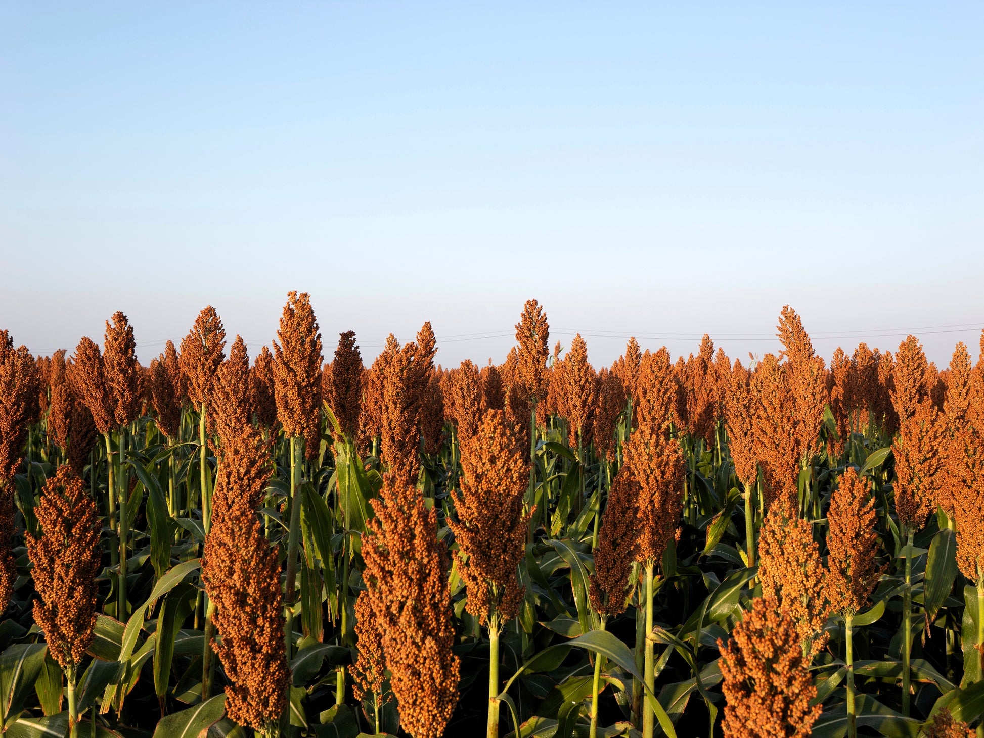 milo seed for planting 100 Wild Game FOOD PLOT SORGHUM aka Milo Deer & Game Bird Bicolor Seeds