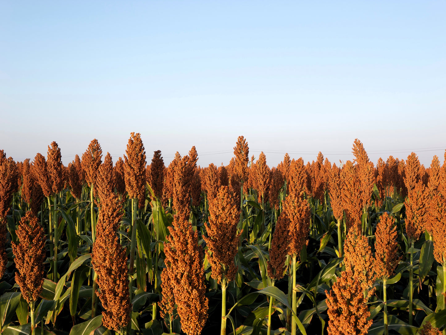 100 Wild Game FOOD PLOT SORGHUM aka Milo Deer & Game Bird Bicolor Seeds