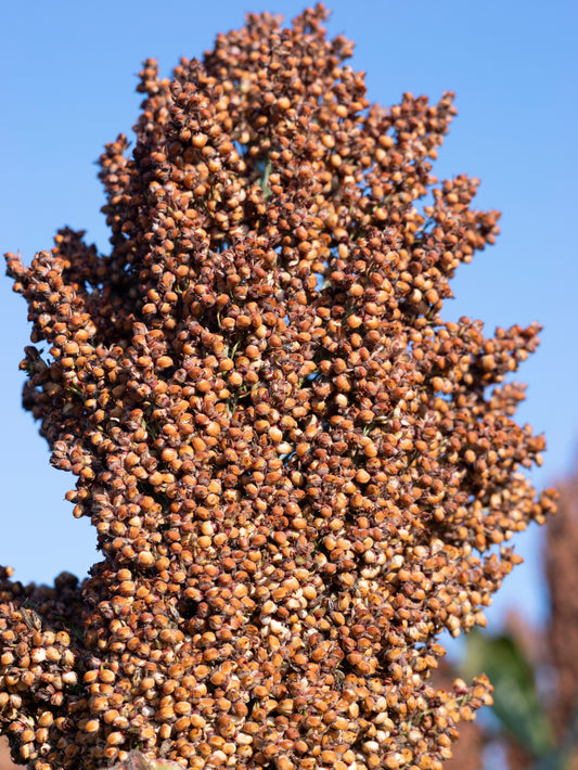 50 M81E SORGHUM Light Amber Syrup Bicolor Vegetable Grain Seeds