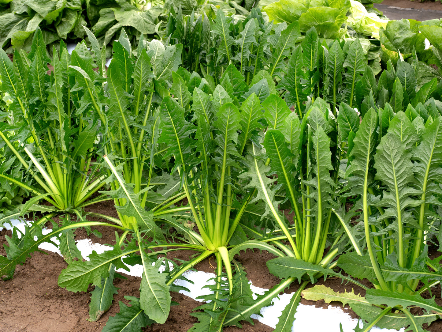 250 CICORIA CATALOGNA Puntarelle Chicorium Chicory Vegetable Seeds