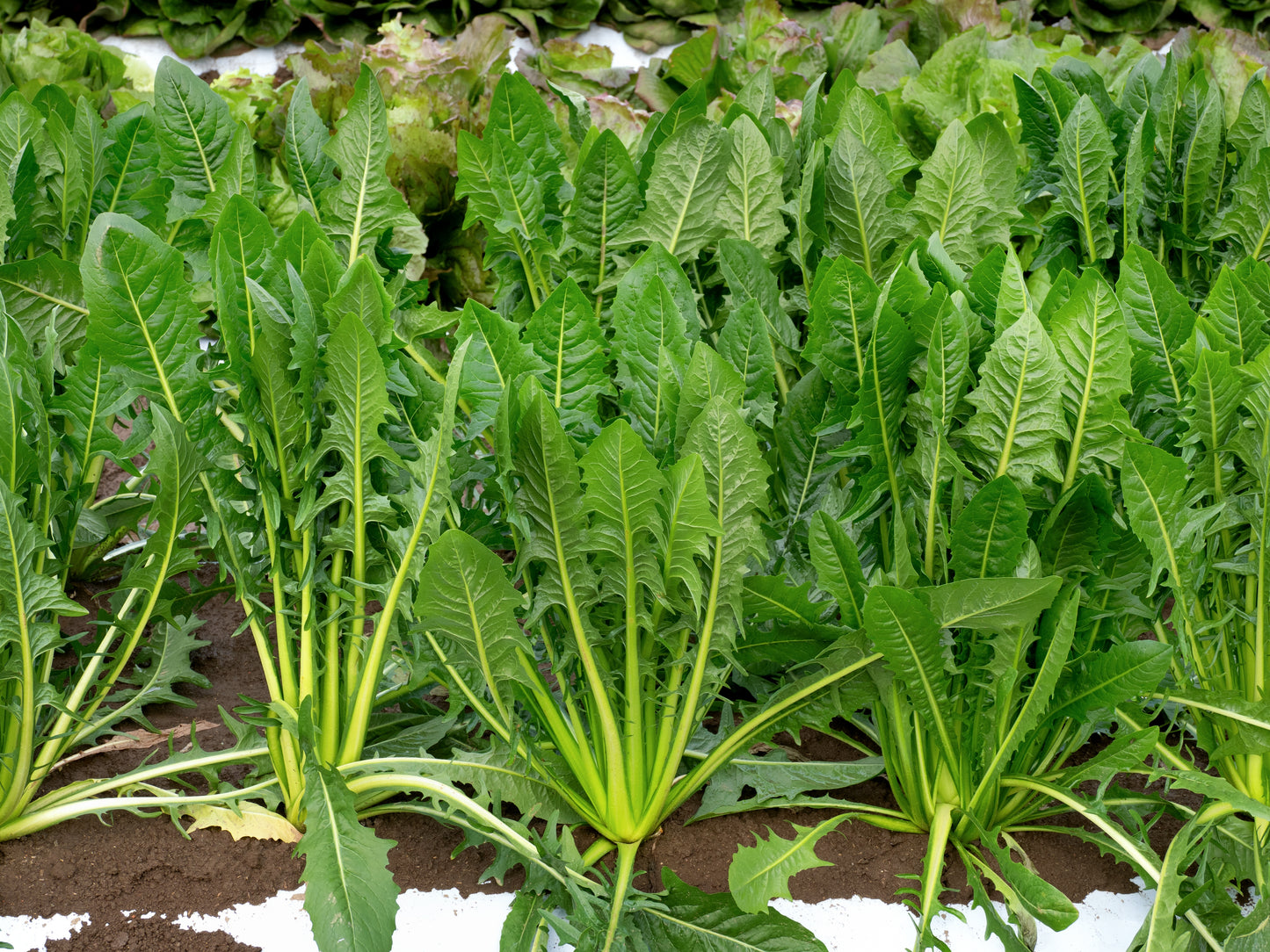 800 EMERALD CATALOGNA ENDIVE Italian Chicory Cichorium Endivia Seeds