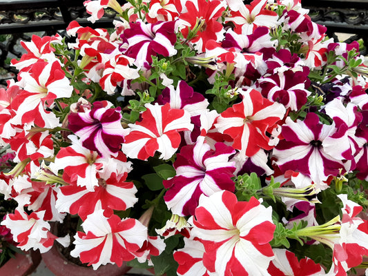 100 STAR MIX PETUNIA Mixed Colors Petunia Violacea Flower Seeds Red Blue Purple