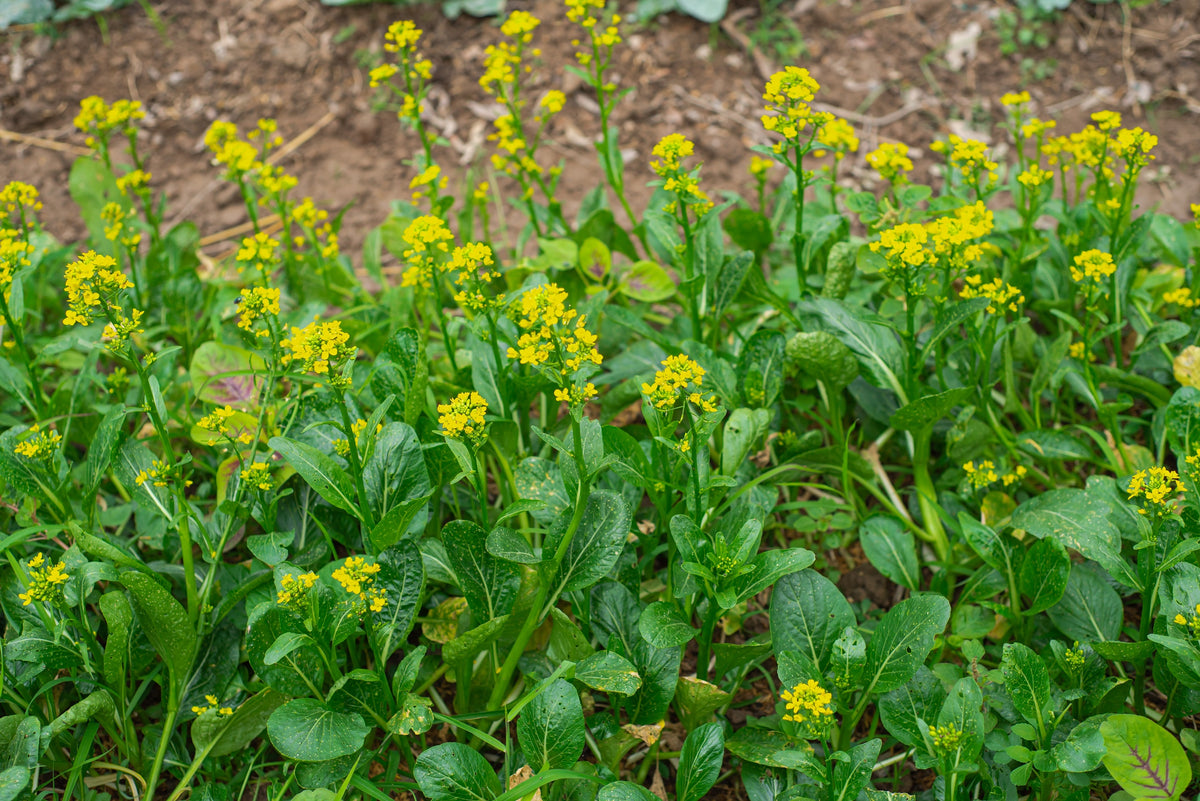 1000 HANOVER SALAD Spring KALE Smooth Siberian Brassica Napus Vegetable Seeds