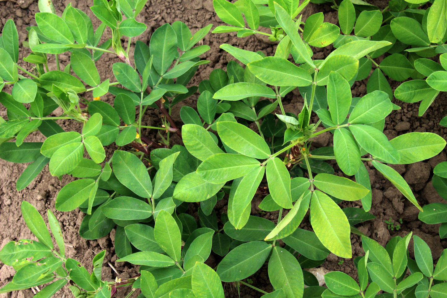 peanut seeds to plant 15 Seeds TENNESSEE RED PEANUT Valencia Arachis Hypogaea Perennial Nut – Seedville USA