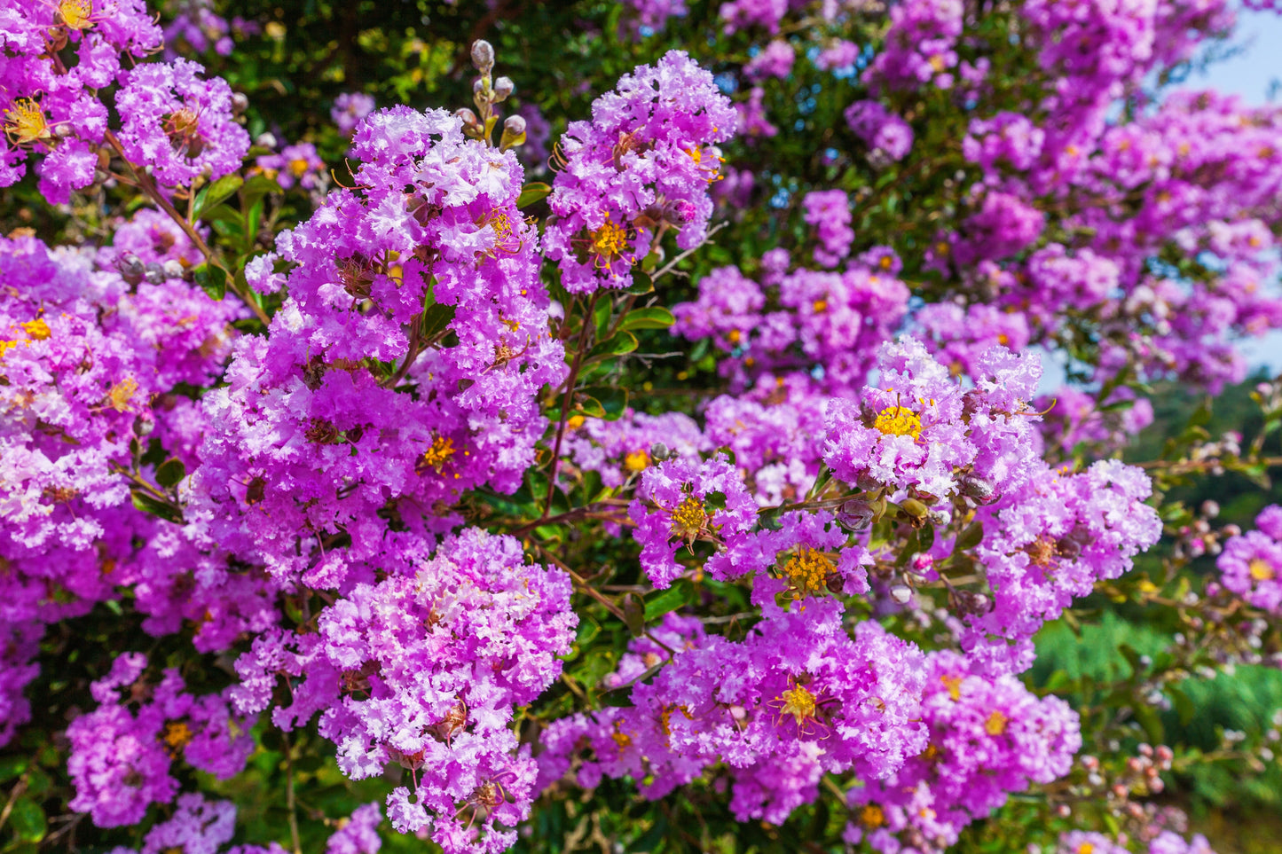 35 LILAC Light Purple CREPE MYRTLE Lagerstroemia Indica Flowering Shrub Bush Small Tree Seeds