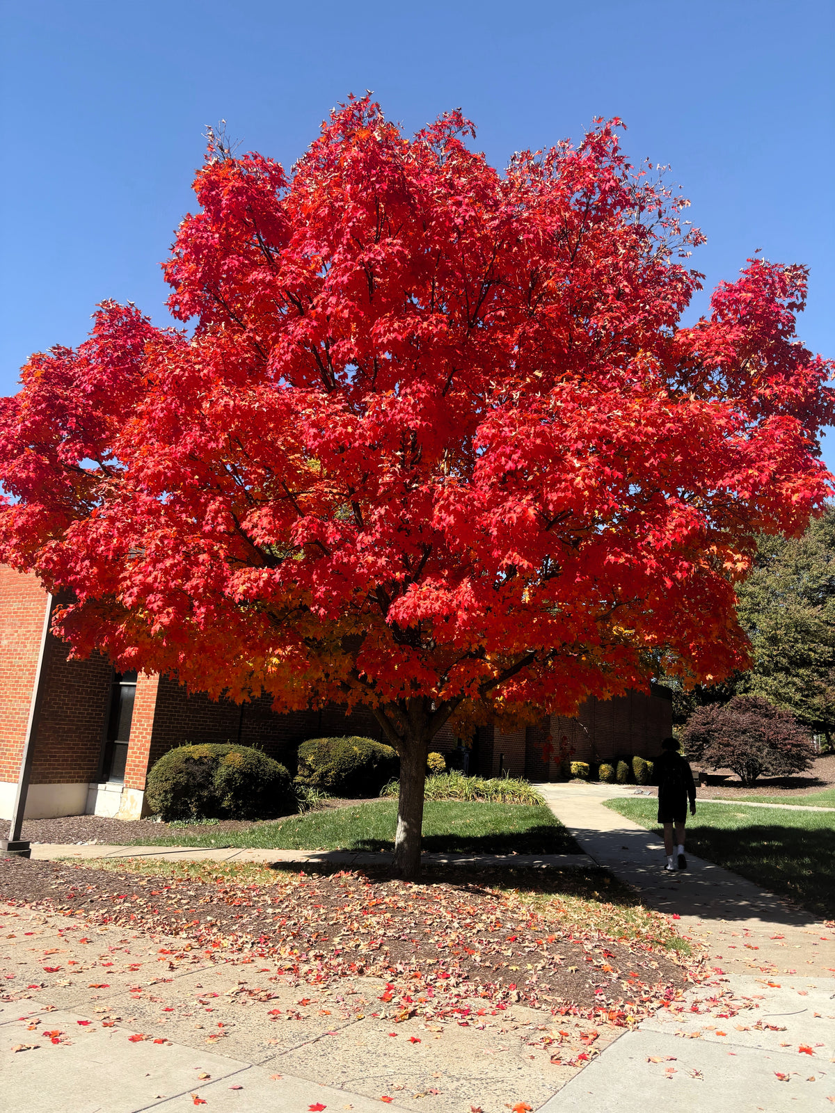25 Scarlet CAROLINA RED MAPLE Tree Acer Rubrum Seeds – Seedville USA