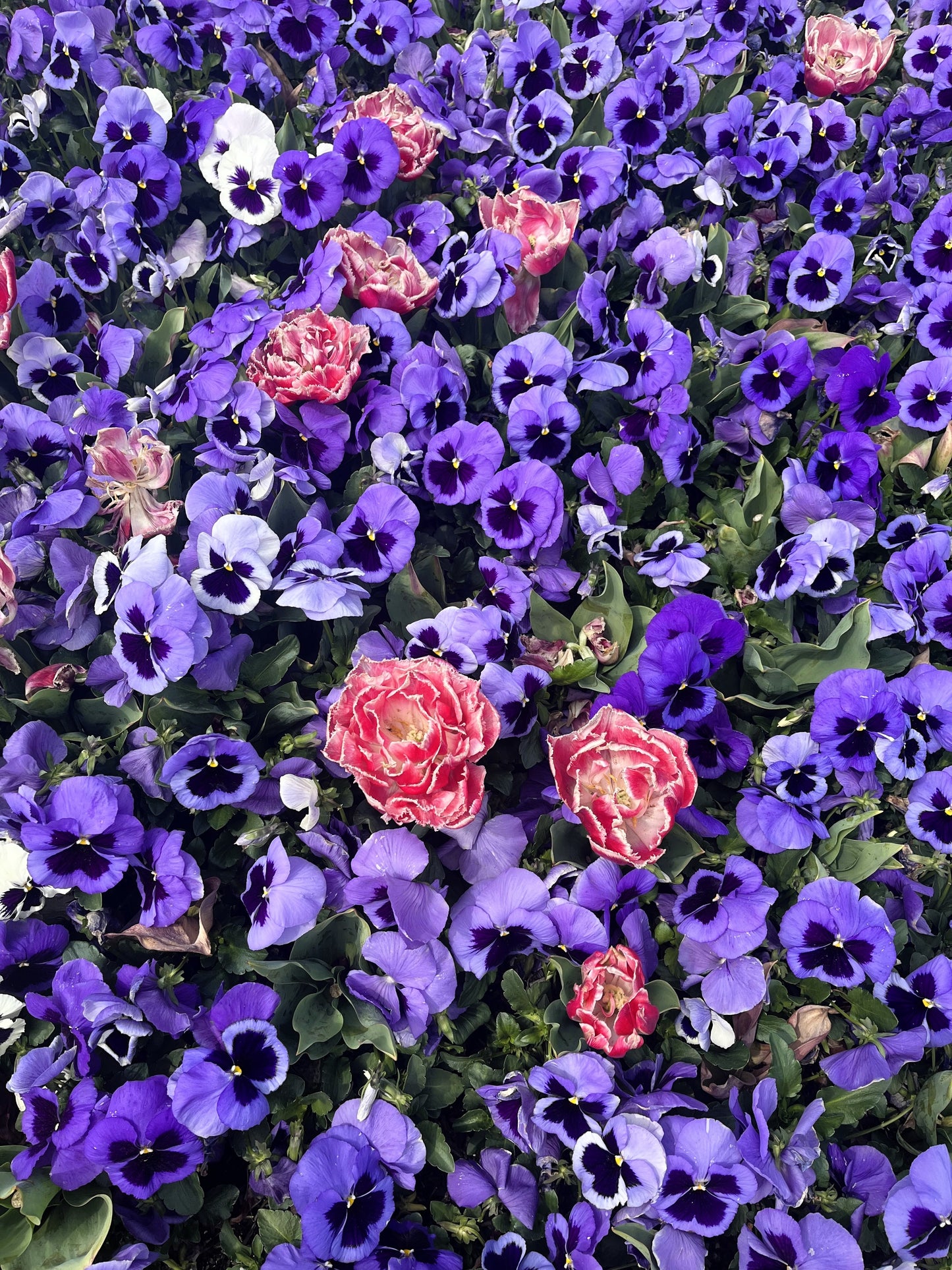 50 DEEP BLUE Blotch PANSY Swiss Giant Viola Wittrockiana Ullswater Flower Seeds