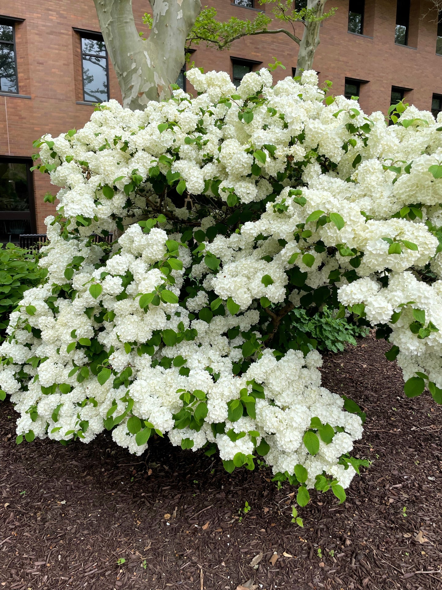 20 WHITE TREE LILAC Hummingbird Flower Fragrant Peking Syringa Pekinensis Seeds
