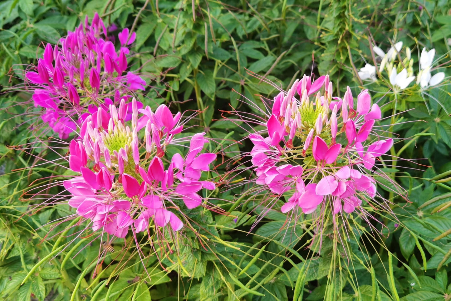 cleome rose queen seeds 200 ROSE QUEEN CLEOME Hassleriana Spinosa Pink Spider Flower Seeds