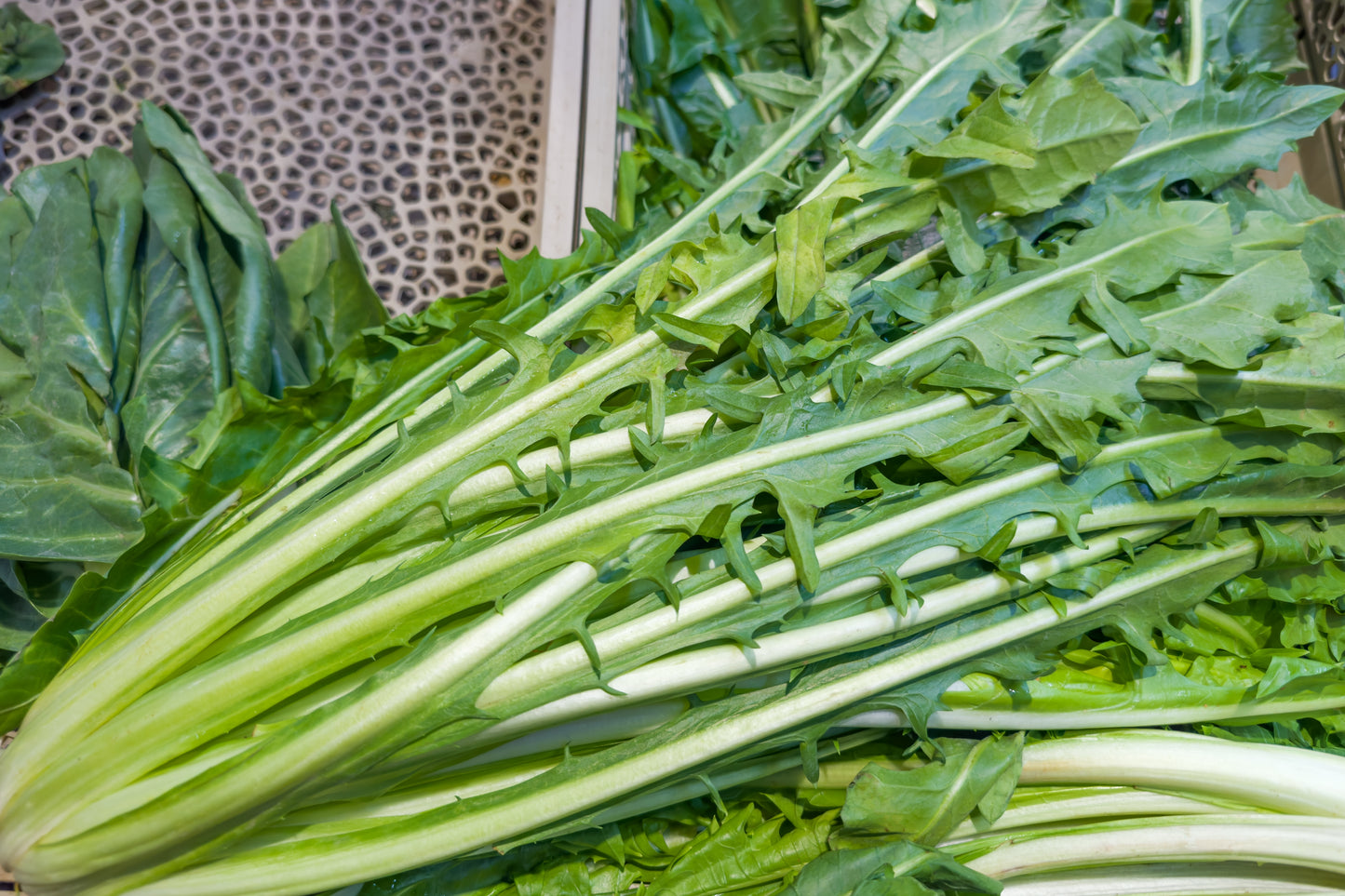 800 EMERALD CATALOGNA ENDIVE Italian Chicory Cichorium Endivia Seeds