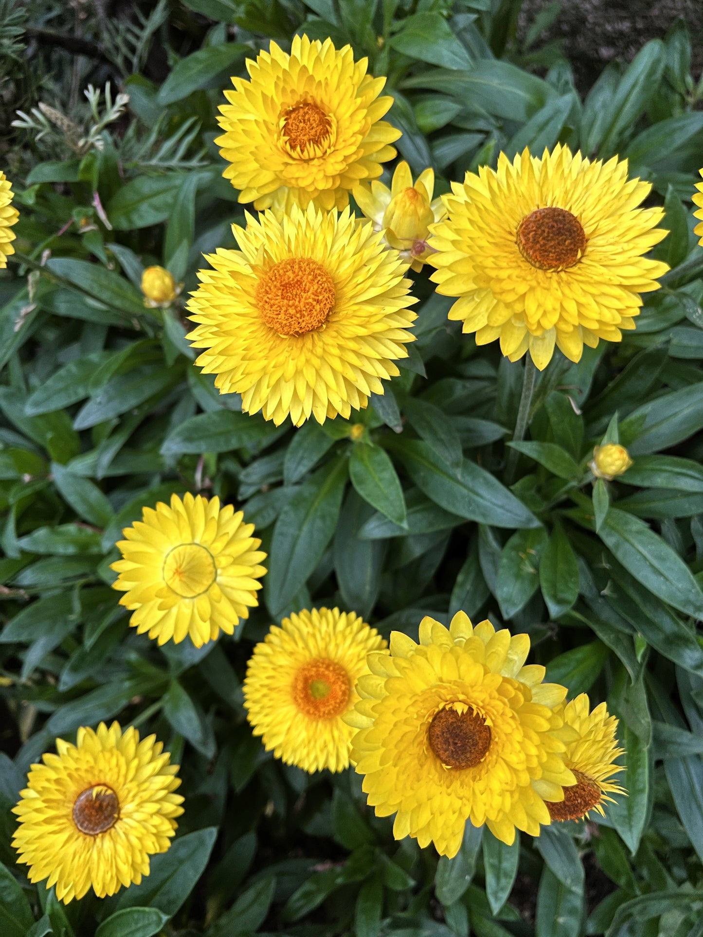 50 YELLOW DOUBLE STRAWFLOWER  Xerochrysum Bracteatum Helichrysum Flower Seeds