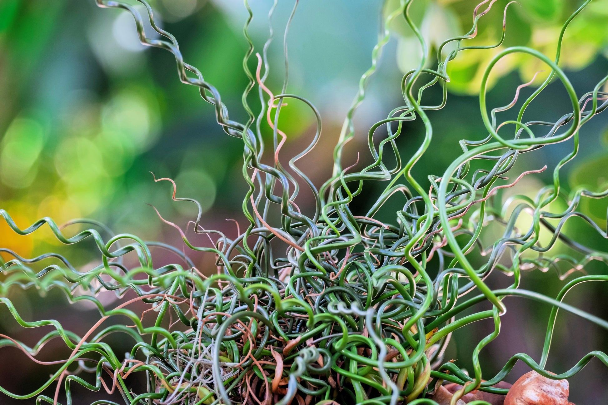corkscrew grass succulent 10 CORKSCREW RUSH Spiral Grass Juncus Effusus Spiralis Wetland Pond Seeds