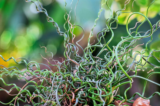 10 CORKSCREW RUSH Spiral Grass Juncus Effusus Spiralis Wetland Pond Seeds