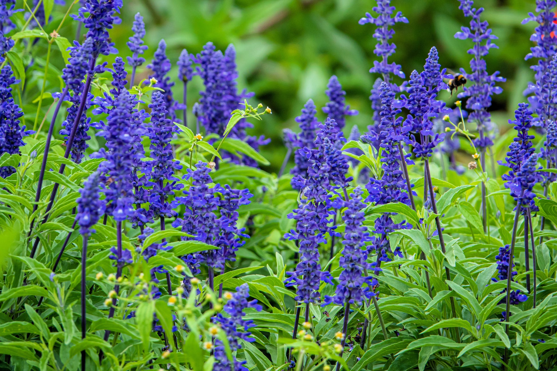 sage flower seeds 500 BLUE BEDDER SAGE Salvia Farinacea Flower Seeds