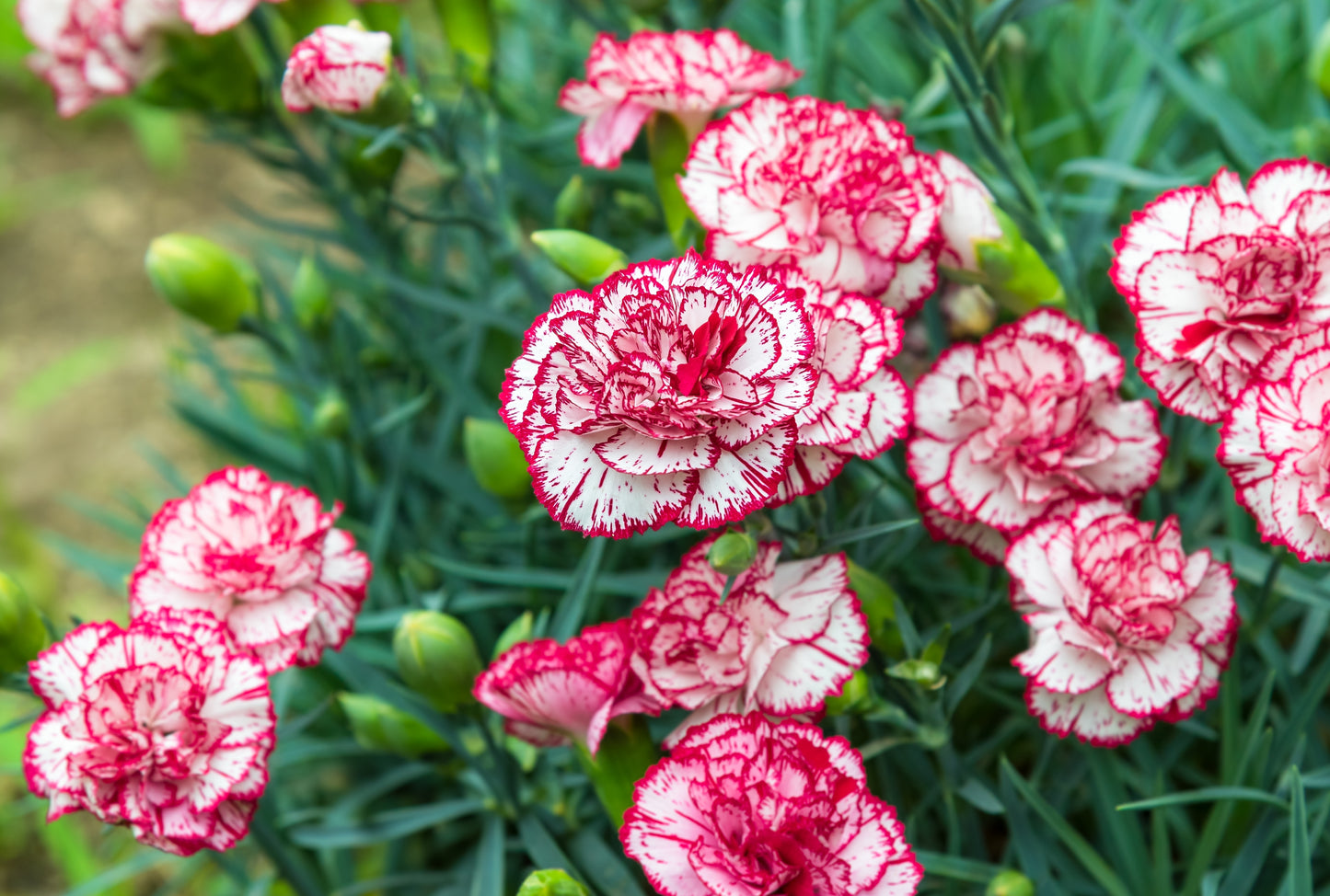 50 PICOTEE MIX CARNATION Dianthus Caryophyllus Double Bicolor Striped Flower Seeds