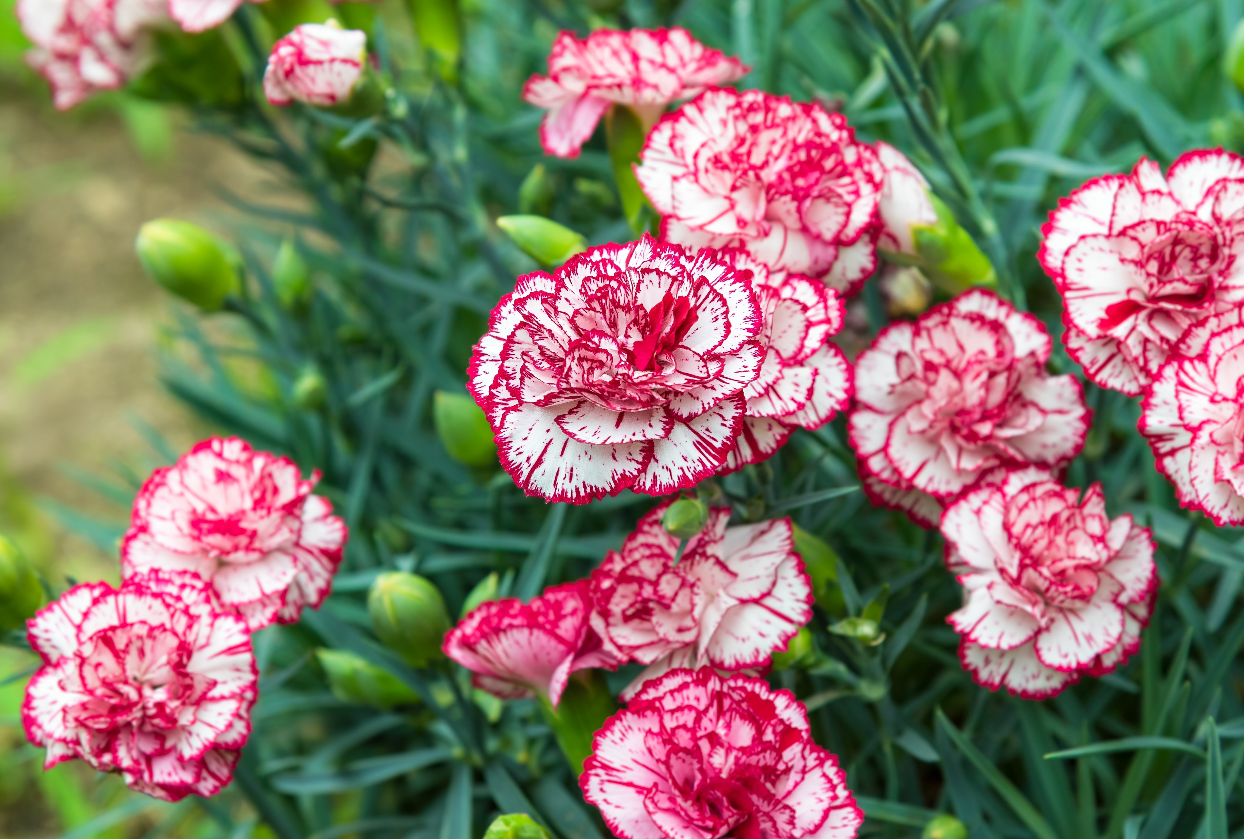 100 Mixed CARNATION / DOUBLE DIANTHUS Chinensis Flower Seeds