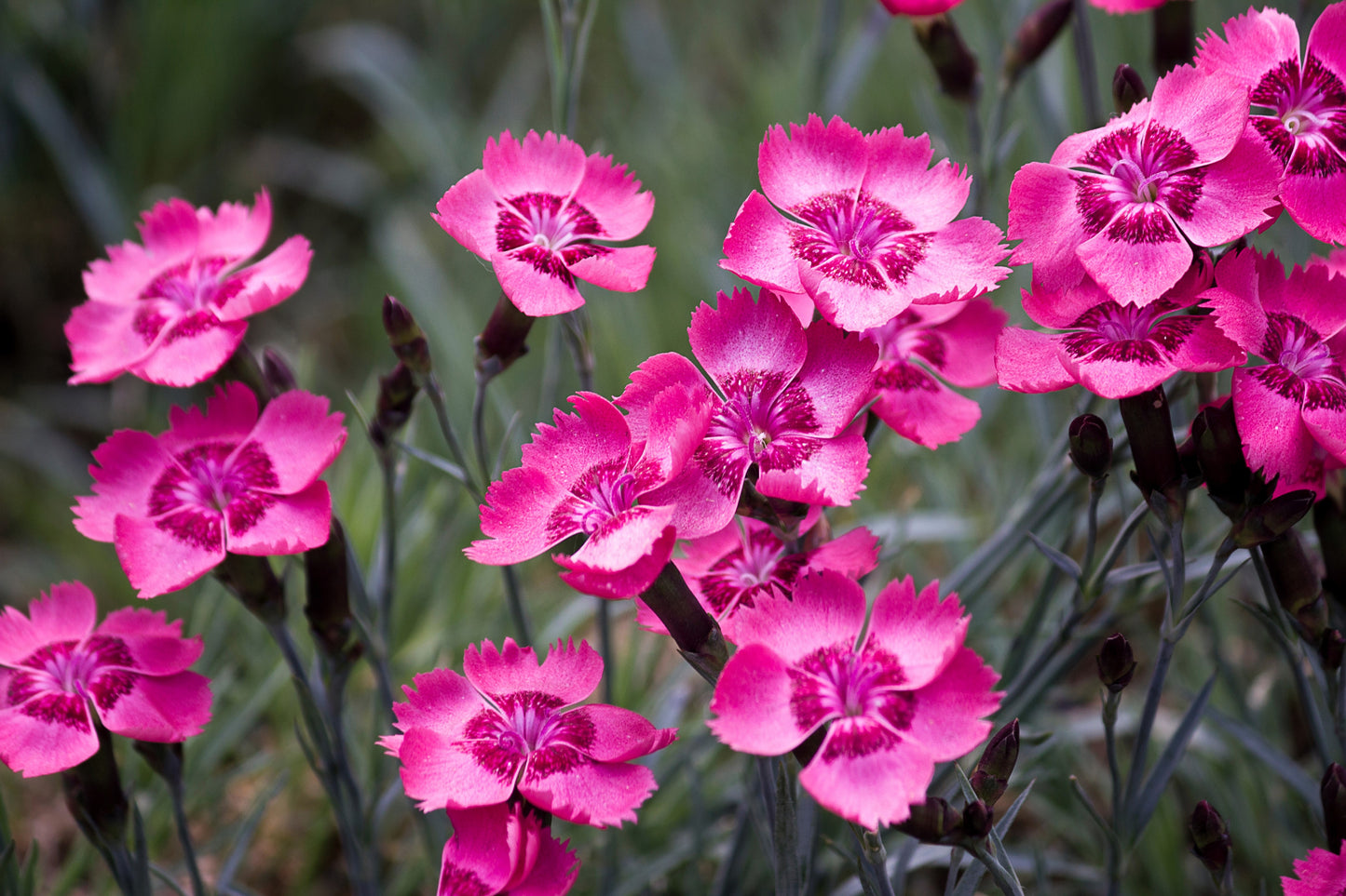 200 COTTAGE PINKS Mixed Colors (Garden, Laced, Feathered Pink) Dianthus Plumarius Flower Seeds